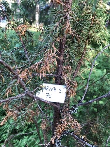 common juniper