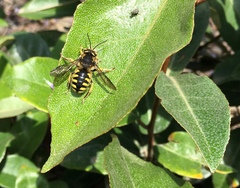 Anthidium florentinum