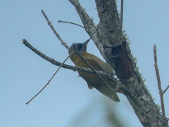 Chloropicus griseocephalus