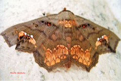 Lopharthrum comprimens