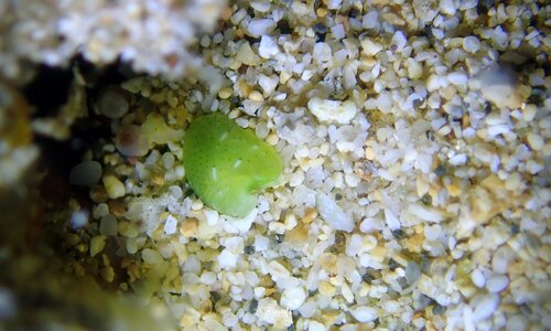Julia exquisita, 2024-05-05
