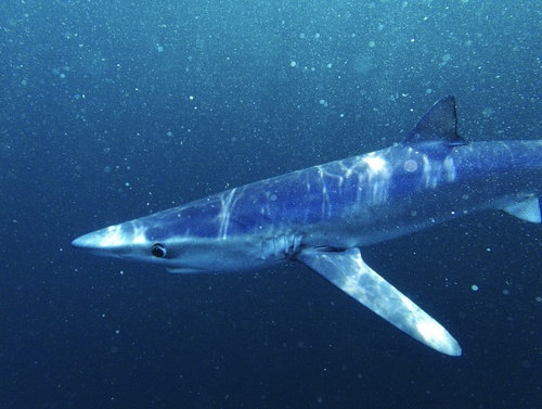 Blue Shark