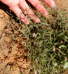 Erigeron divaricatus
