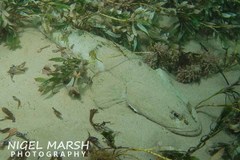 Platycephalus laevigatus