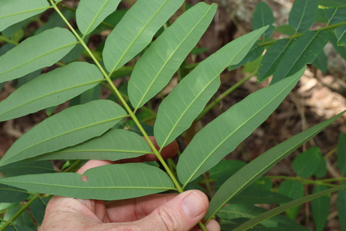 Image of Ailanthus triphysa by (c) Greg Tasney, some rights reserved (CC BY-SA)