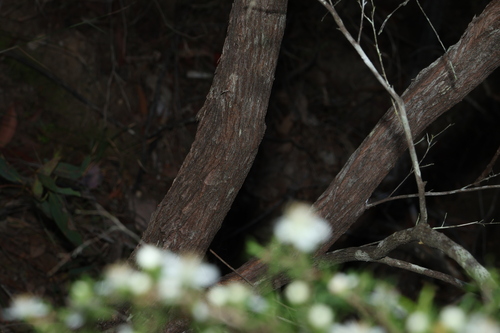 Image of Leptospermum polygalifolium by (c) Greg Tasney, some rights reserved (CC BY-SA)