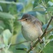 Marsh Warbler - Photo (c) Jakob Fahr, some rights reserved (CC BY-NC), uploaded by Jakob Fahr