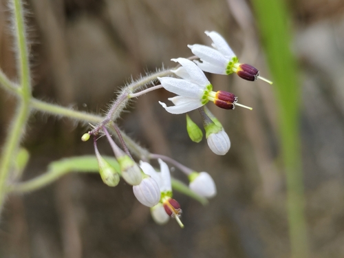 Solanum lyratum Thunb.