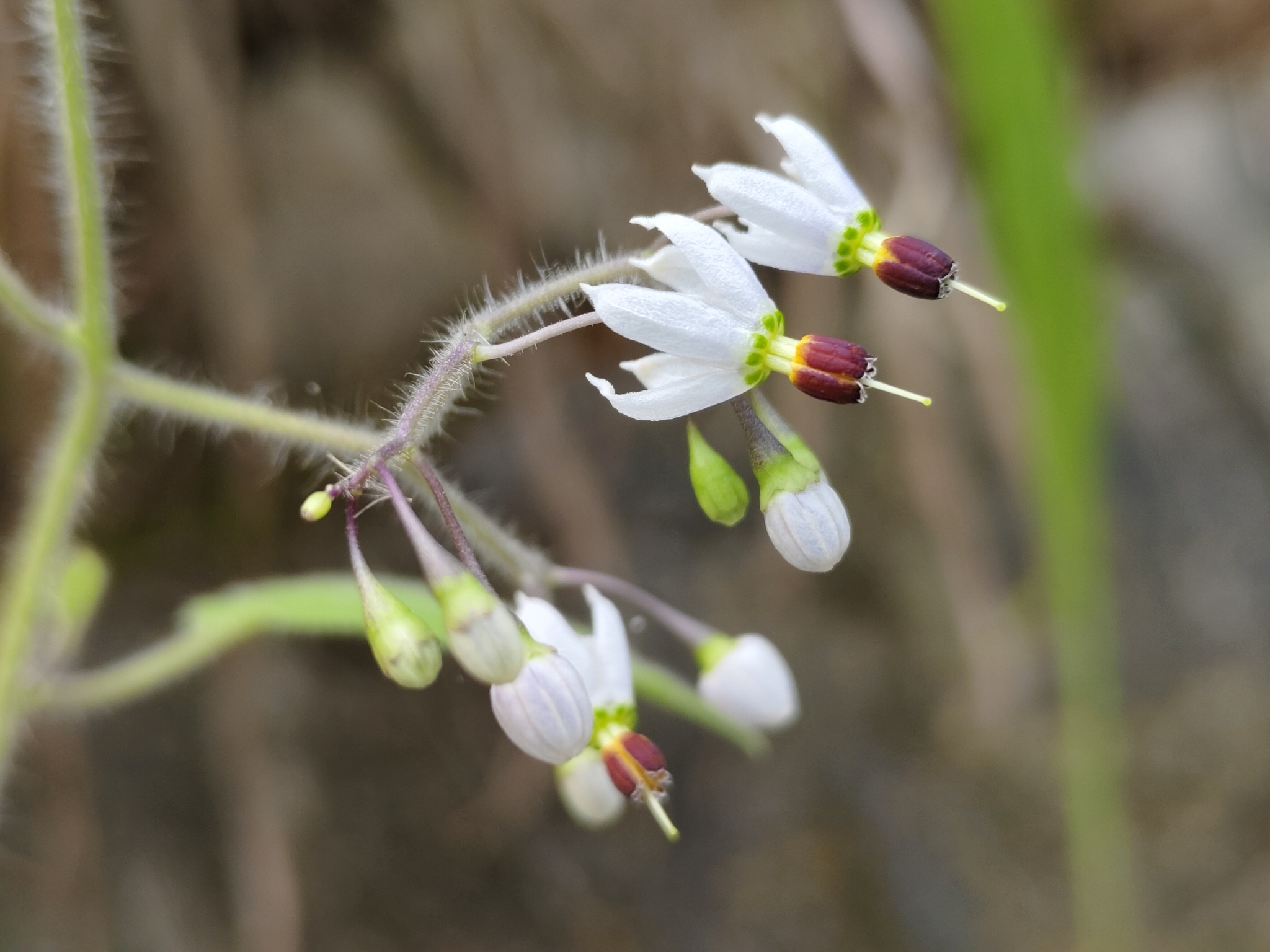 Solanum lyratum