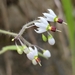 Solanum lyratum - Photo (c) redthird, algunos derechos reservados (CC BY-NC), subido por redthird