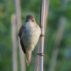 Marsh Warbler photo 6