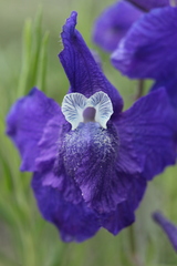 Delphinium bicolor