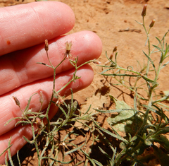 Erigeron divaricatus