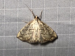 Evergestis pallidata