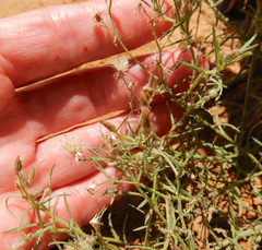 Erigeron divaricatus