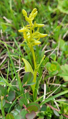 Image of Platanthera tipuloides by (c) Pavel Smirnov, some rights reserved (CC BY)