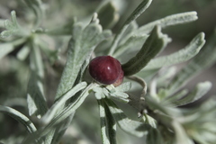 Rhopalomyia calvipomum