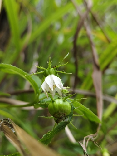Cyclocodon lancifolius, 2024-08-23