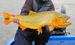 Dorado photo 5