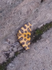 Pantherodes pardalaria