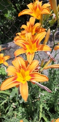 Hemerocallis fulva