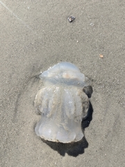 Dactyliophorae