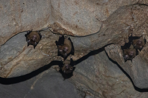 Horsfield's Leaf-nosed Bat