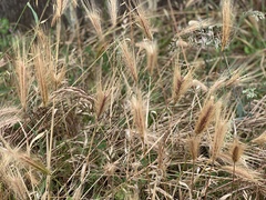 Hordeum jubatum