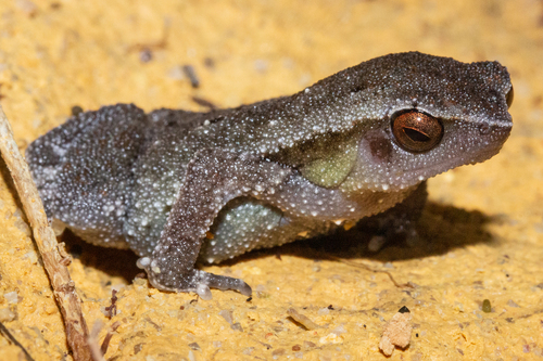 Dotted Grainy Frog, Kalophrynus punctatus