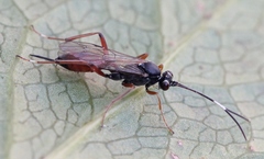 Ischnus inquisitorius