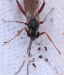 Ischnus inquisitorius