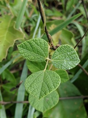 Rhynchosia difformis
