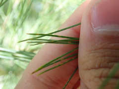 Coleosporium