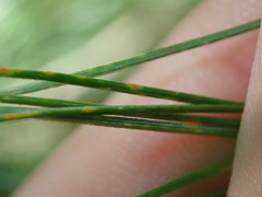 Coleosporium