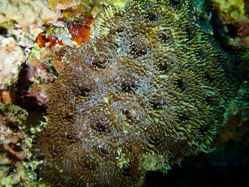Acanthastrea echinata observed 2024-07-31