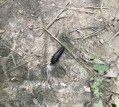 Necrophila americana