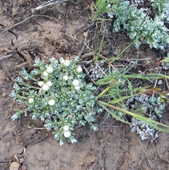 Antennaria rosulata