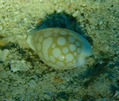 カノコダカラ