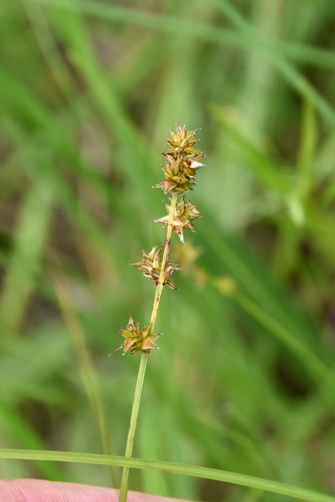 dioecious sedge
