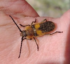 Crossidius punctatus