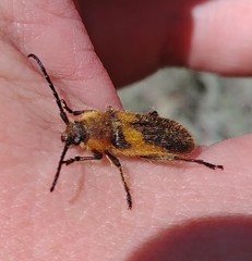 Crossidius punctatus