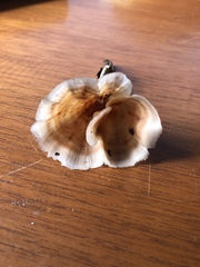 Podoscypha petalodes