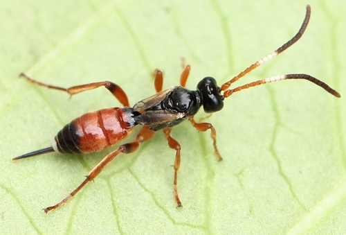 Pleolophus