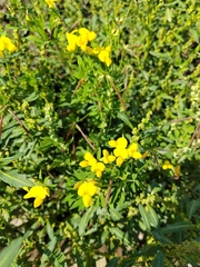 Gewöhnlicher Hornklee (Lotus corniculatus): Herkunft und Verwendung — Foto 2