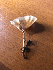 Podoscypha petalodes