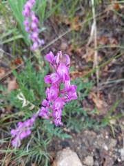 Oxytropis lambertii