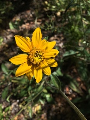 Helianthella