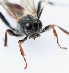 Polytribax perspicillator