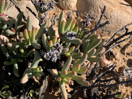 Hereroa fimbriata L.Bolus 3