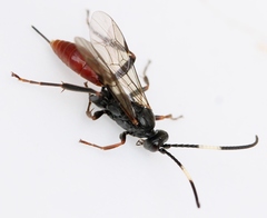 Polytribax perspicillator